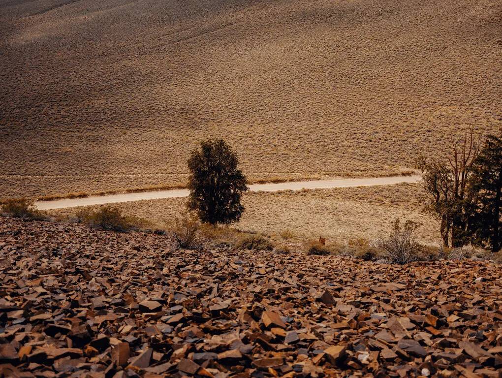 کاج زبرمیوه غربی / bristlecone pines