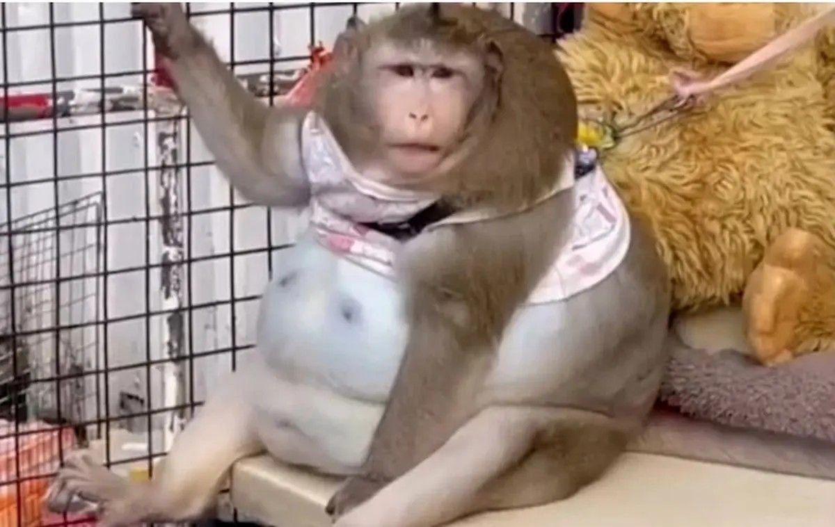 میمون