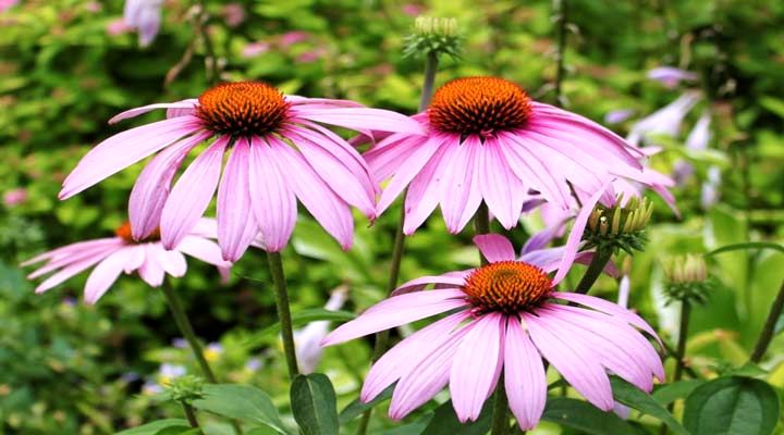 گل مخروطی از گلهای مقاوم برای باغچه است