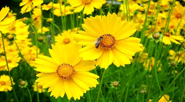 اشرفی یکی از انواع گلهای خانگی مقاوم است