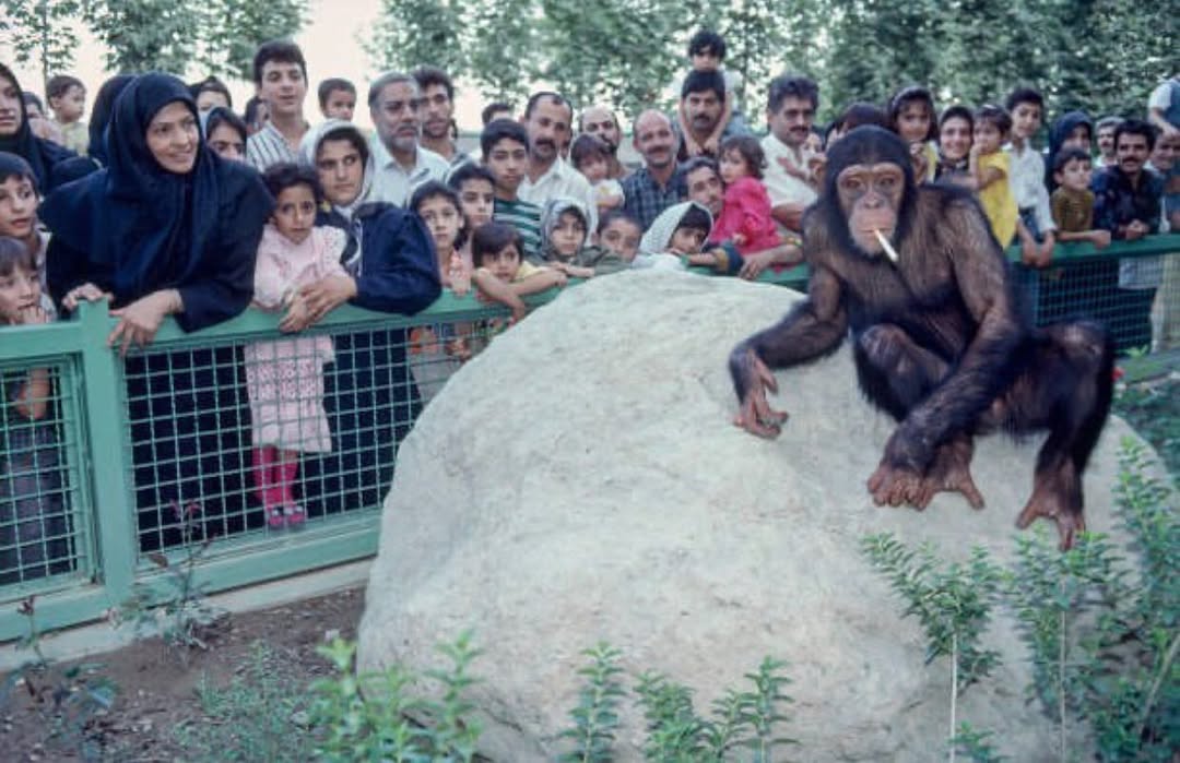 میمون