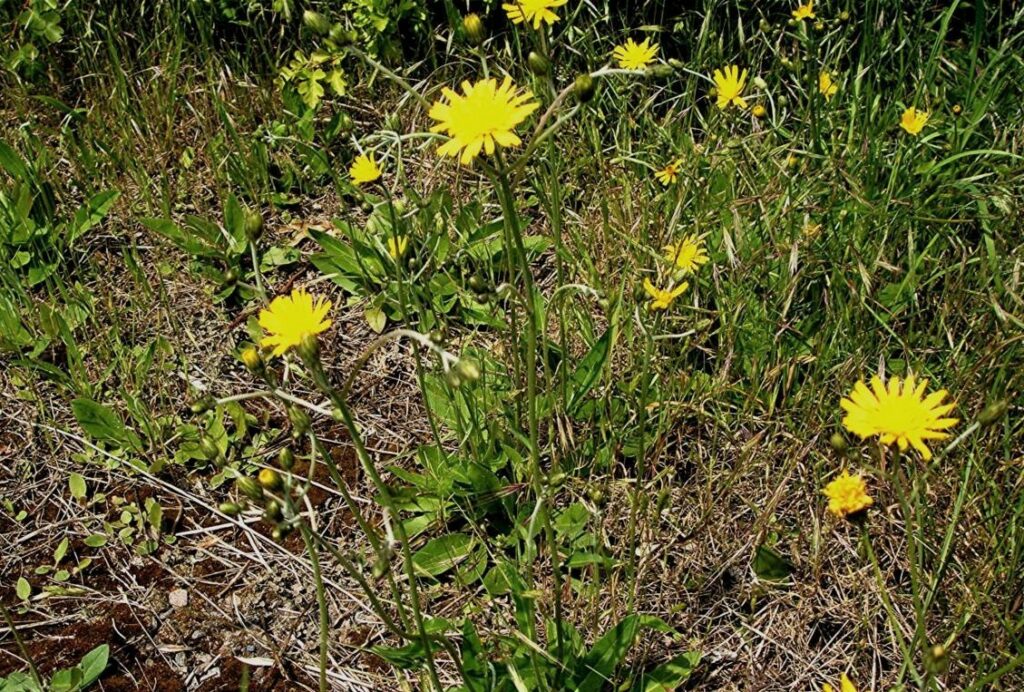 common-hawkweed-1024x692