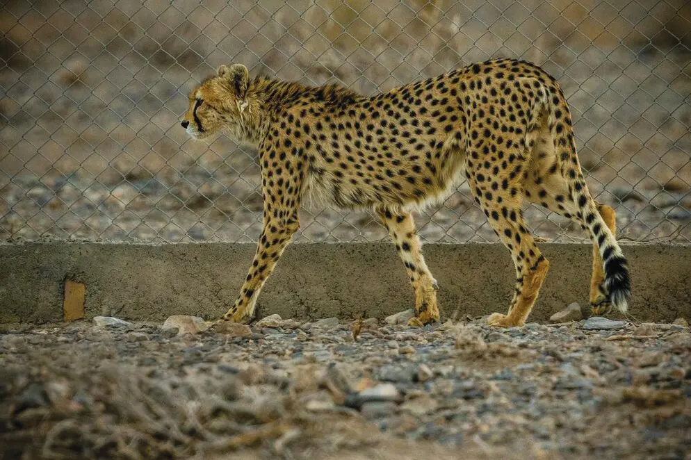 یوز