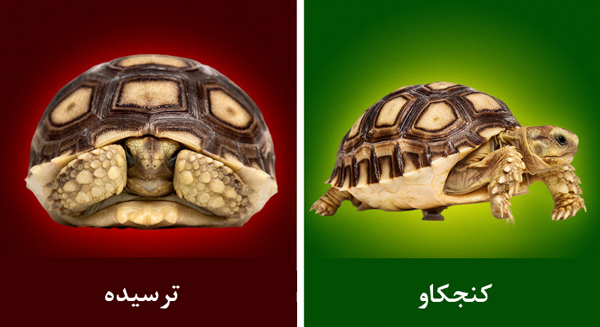 حیوان خانگی