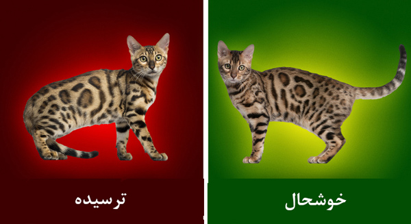 حیوان خانگی