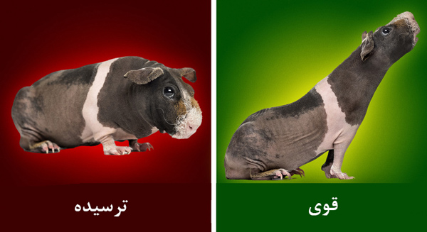 حیوان خانگی