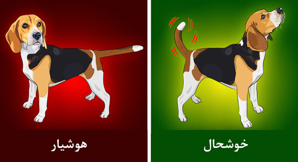 حیوان خانگی