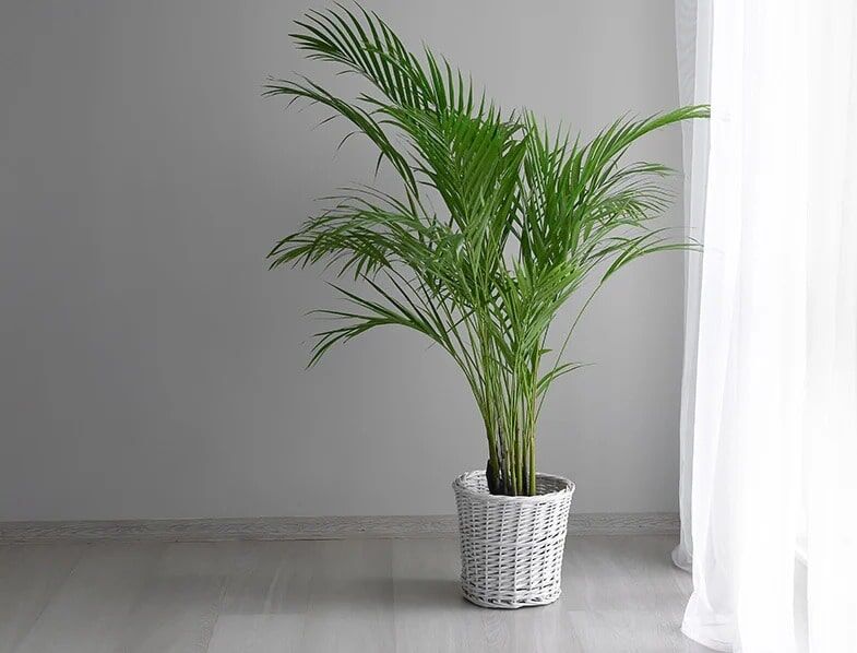 Dypsis lutescens