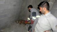 مجروح شدن ۱۲ نفر بر اثر حمله سه سگ گرگی