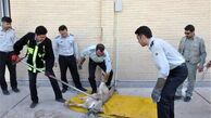 گرگ‌ها در تهرانپارس چه می‌خواهند؟‌