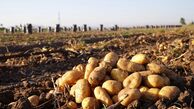 ادامه دار بودن توزیع سیب زمینی تا زمان تثبیت بازار