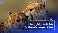 آمار تکان‌دهنده مرگ یوزها