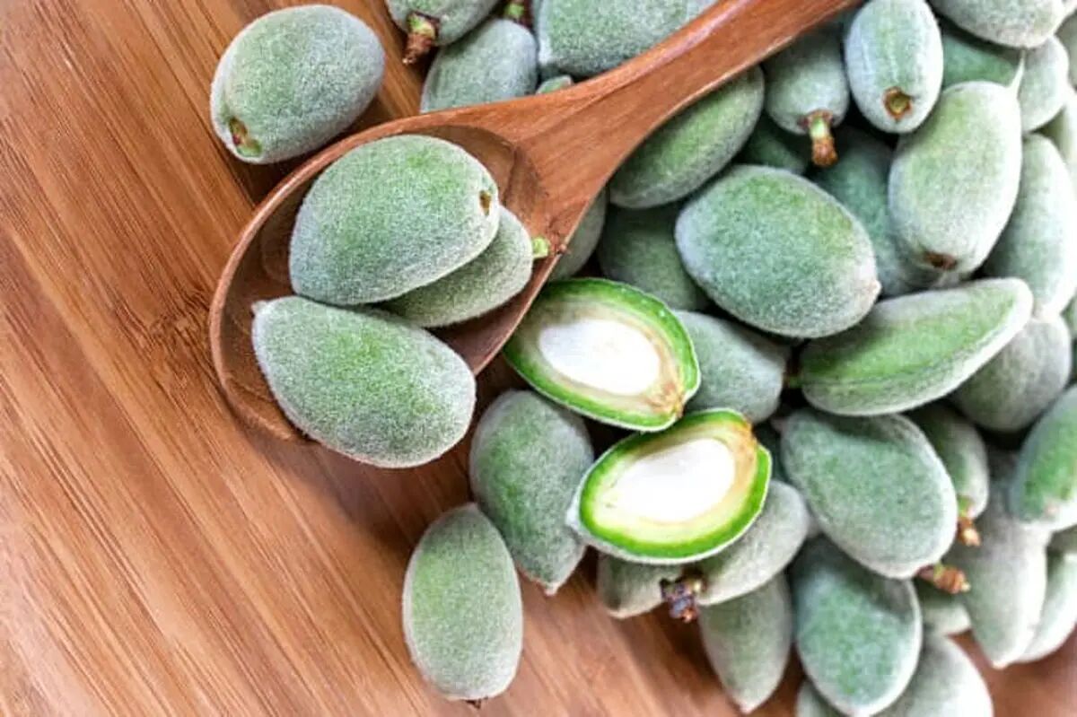 خطر مسمومیت با مصرف چغاله
