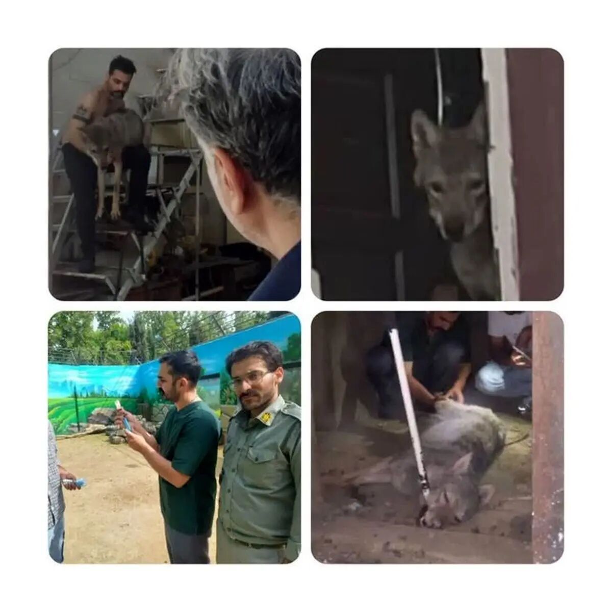 نگهداری گرگ در یک مغازه در کرج!