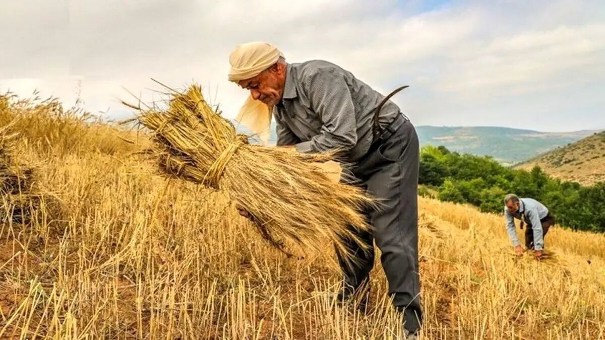 جنجال جدید برای قیمت گندم + جزییات و حواشی