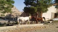 حمله رژیم صهیونیستی به ۲ اصطبل پرورش اسب در کرمانشاه