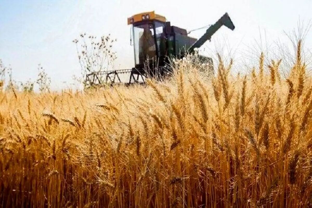 ذخایر گندم ایران ۱۳.۵ میلیون تن می‌شود