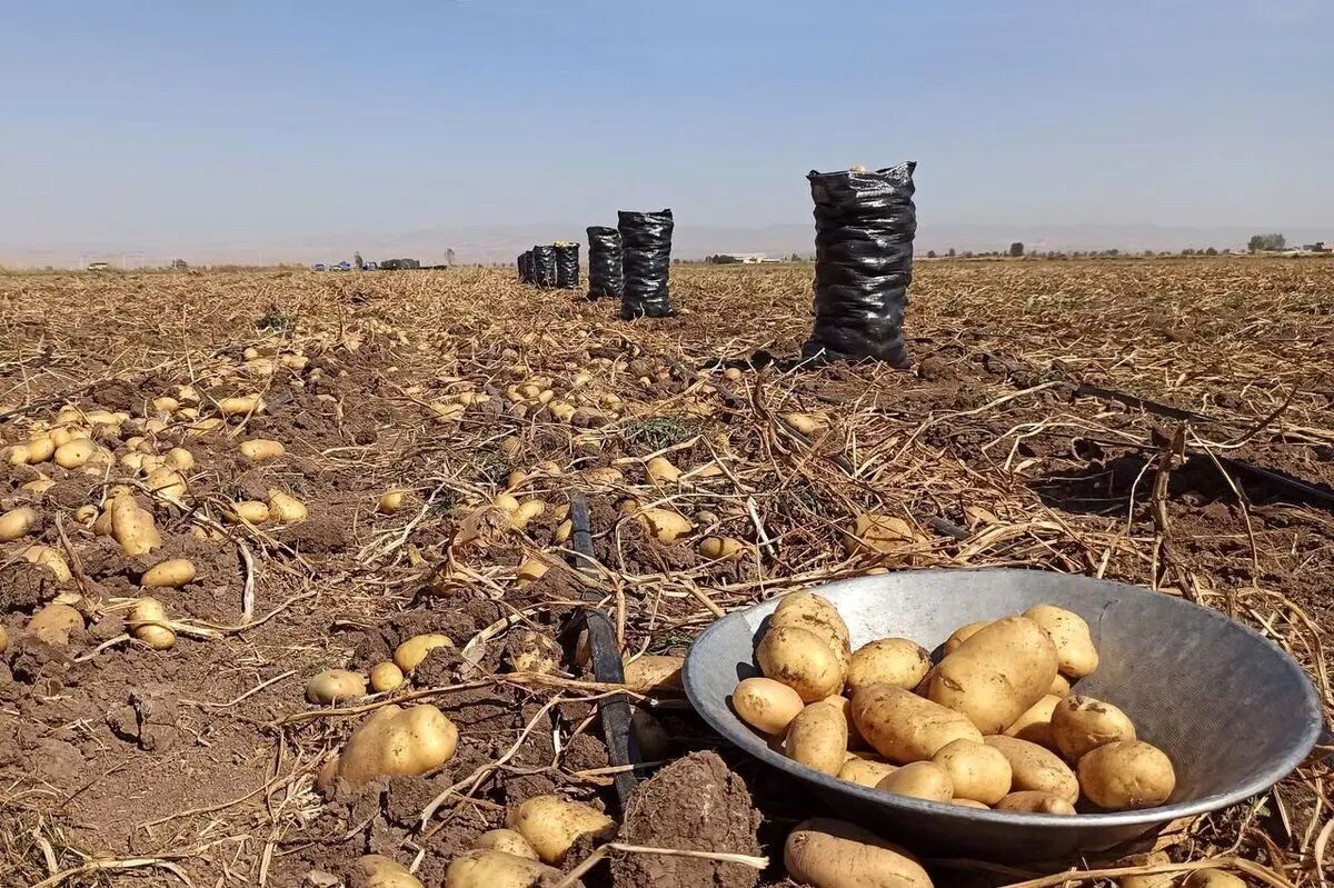 سیب زمینی، اصلی‌ترین غذای مردم ۵۰ درصد ارزان شد