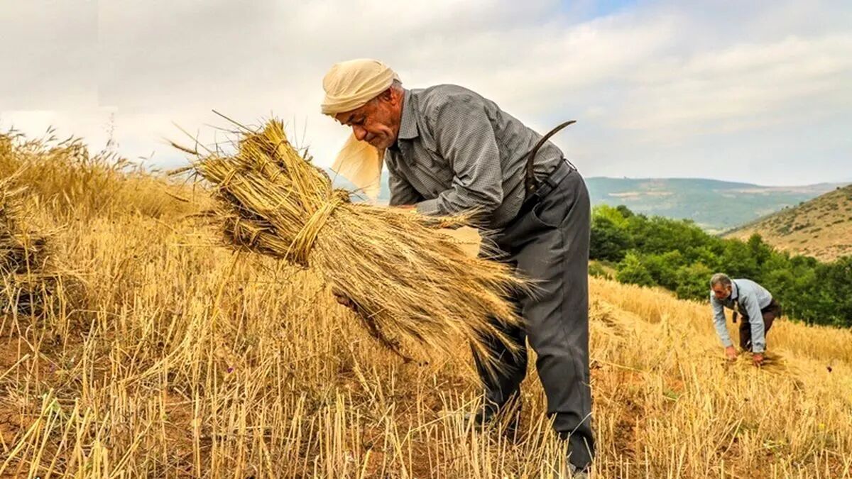 انتقاد از تأخیر در اعلام قیمت خرید گندم