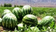 فواید شگفت انگیز هندوانه