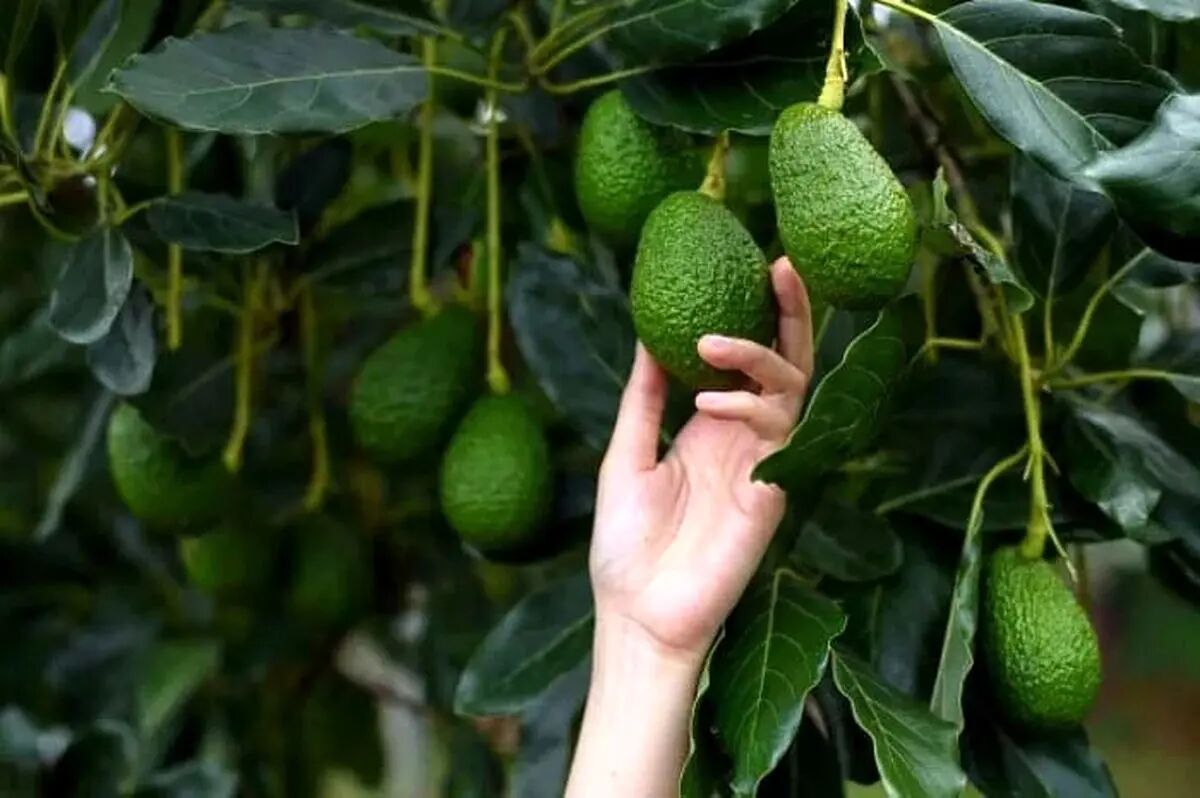 روز جهانی آووکادو