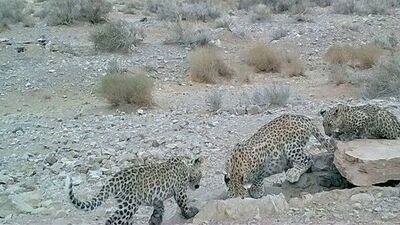 همراهی سمن‌ها با پردیسان