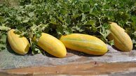 معجزه خربزه برای کاهش وزن