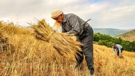 تولید گندم به ۸ میلیون تن رسید
