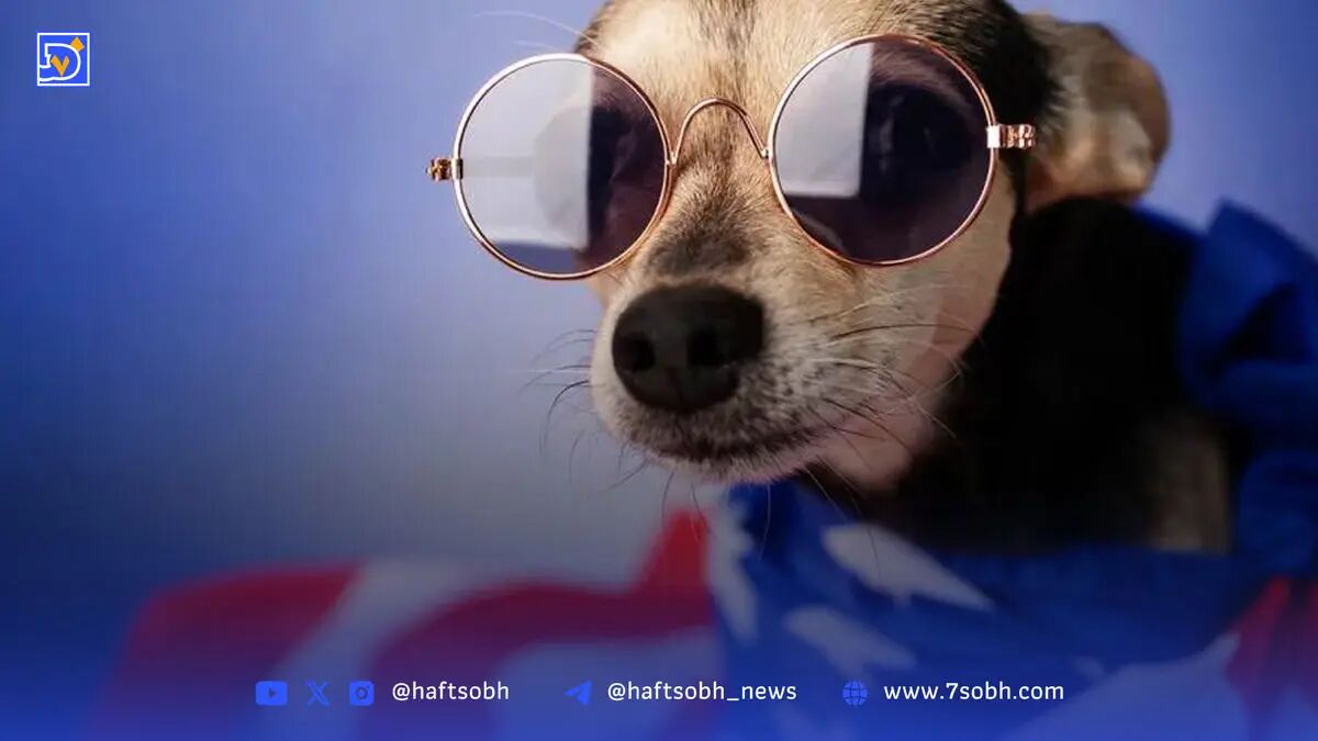 سگ‌ها؛ وفاداران کاخ سفید