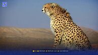 یوزپلنگ ایرانی
