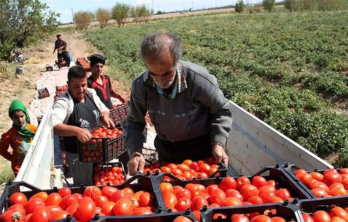 تفاوت گوجه گیلاسی و گوجه فرنگی در چیست؟