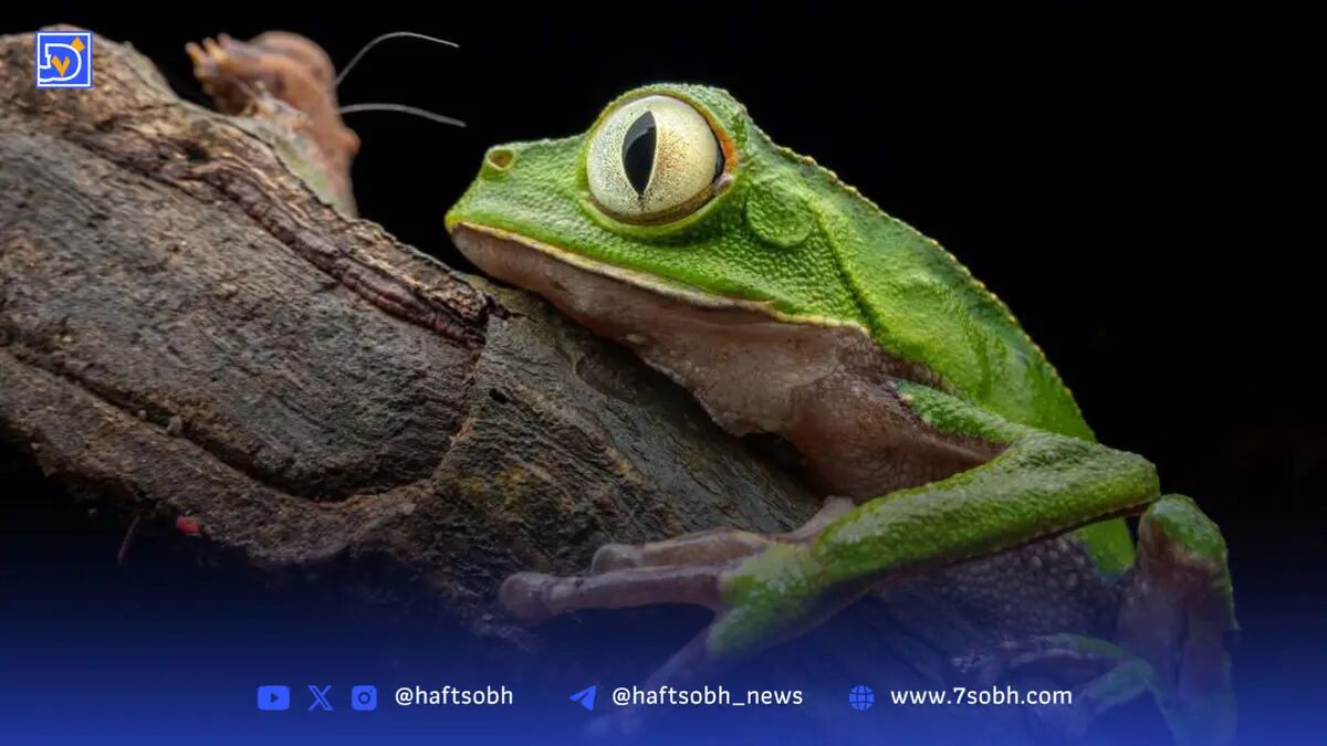 عکس قورباغه‌ برگی