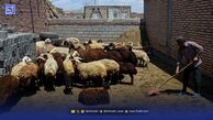 چرا دامداری در ایران نمی‌صرفد؟