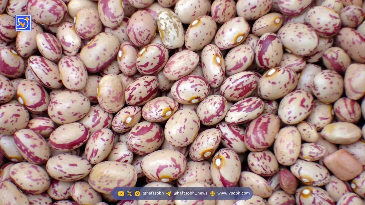 لوبیا چیتی
