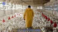 نارضایتی دامداران و مرغداران از عدم تحویل به موقع نهاده‌های دامی از سوی واردکنندگان
