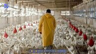 نارضایتی دامداران و مرغداران از عدم تحویل به موقع نهاده‌های دامی از سوی واردکنندگان