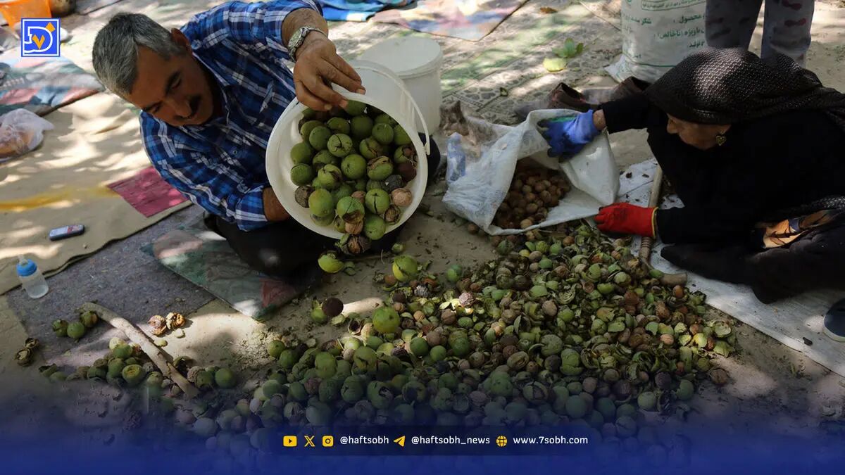 گردوها از پوست درآمدند | قیمت انواع گردو