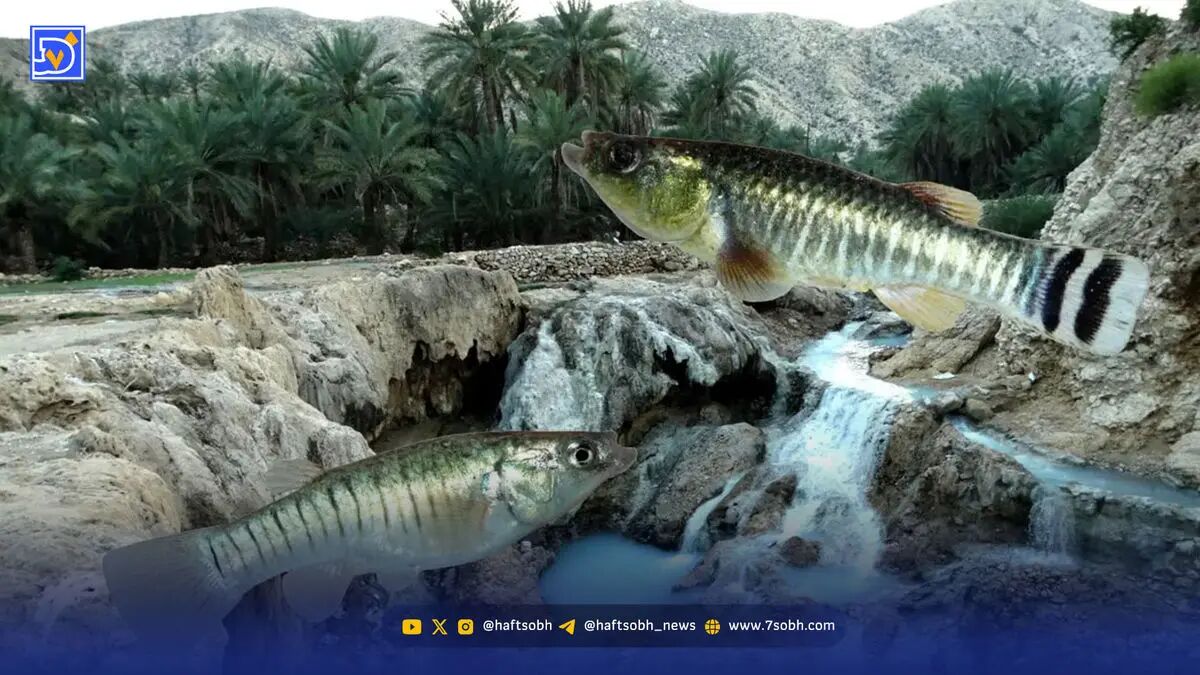 گونه غیربومی گامبوزیا تهدیدی برای ماهیان بومی هرمزگان