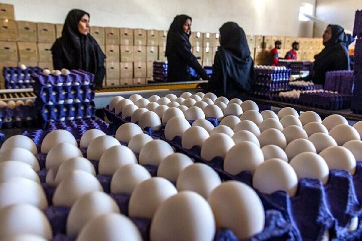 تغییر چشمگیر قیمت تخم‌مرغ در بازار/ قیمت جدید هر شانه تخم مرغ برای مصرف‌کننده اعلام شد