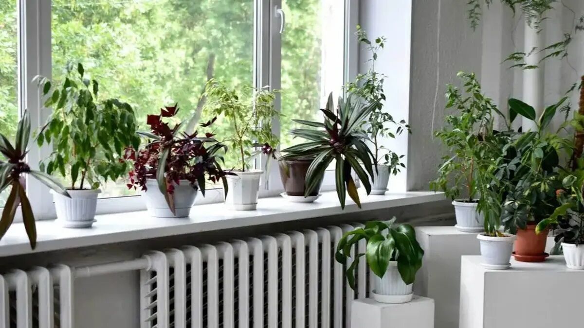 چند ترفند معجزه آسا برای جلوگیری از یخ‌زدگی گیاهان آپارتمانی
