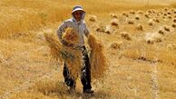 امنیت غذایی قربانی سیاست‌گذاری‌های دیرهنگام