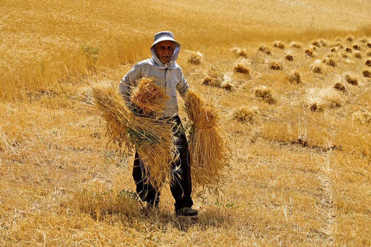 امنیت غذایی قربانی سیاست‌گذاری‌های دیرهنگام