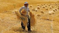 امنیت غذایی قربانی سیاست‌گذاری‌های دیرهنگام