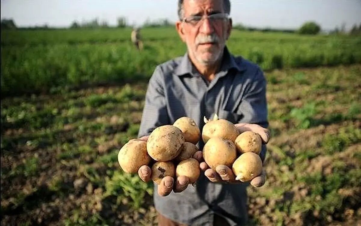 آخرین قیمت سیب زمینی و گوجه/ آیا قیمت‌ها به روال عادی برگشت؟