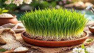 چگونه سبزه برنج زیبا برای عید نوروز درست کنیم؟