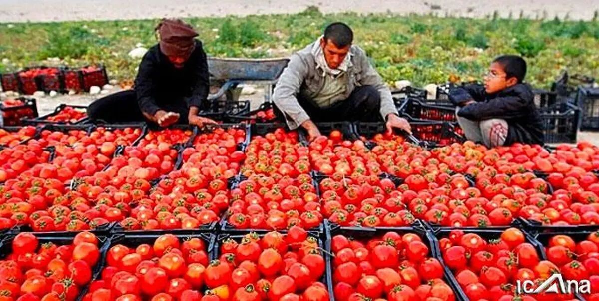 پشت پرده نوسانات بازار گوجه فرنگی چیست؟