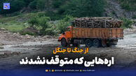 از جنگ تا جنگل؛ اره‌ و تن زخمی محیط زیست