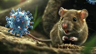ترس از تکرار کرونا/ هانتاویروس با مرگ‌ومیر بالاتر اما انتقال سخت‌تر