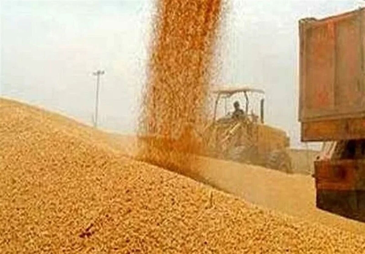 پرداخت 50 درصد پول گندمکاران از شنبه