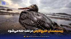 زیستمندان خلیج‌فارس در نفت خفه می‌شود